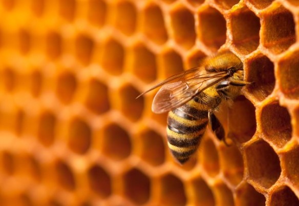 Lebah Jantan Makassar dan Manfaat Lebah Madu