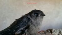 Burung walet Takut apa? - What Are Swiftlets Afraid of?